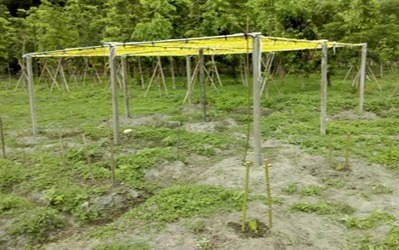 豐穀外埔福田農場&后里千年樟樹公