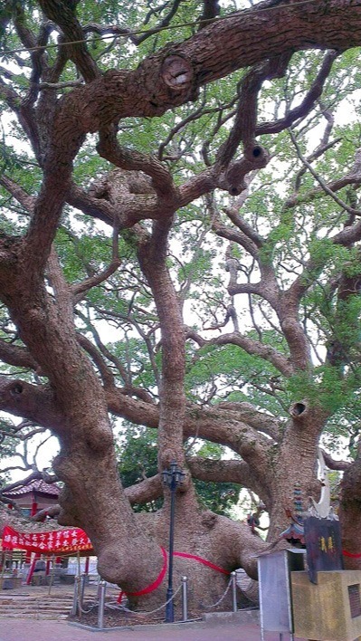 豐穀外埔福田農場&后里千年樟樹公