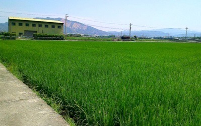 豐穀外埔福田農場&后里千年樟樹公