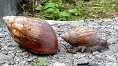 豐穀外埔福田農場&后里千年樟樹公