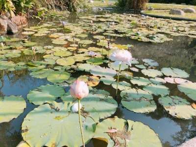 福田農場活動 草仔粿DIY