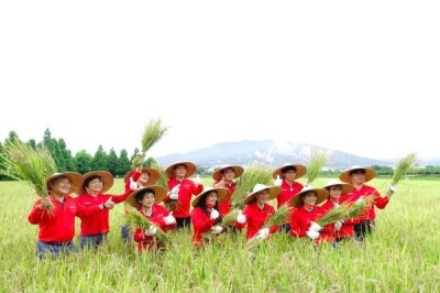 福田農場體驗農夫割稻的辛勞