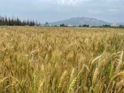 福田農場環境維護