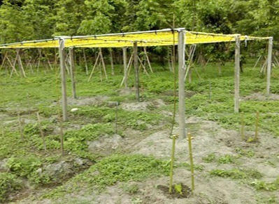 豐穀的開心農場
福田農場